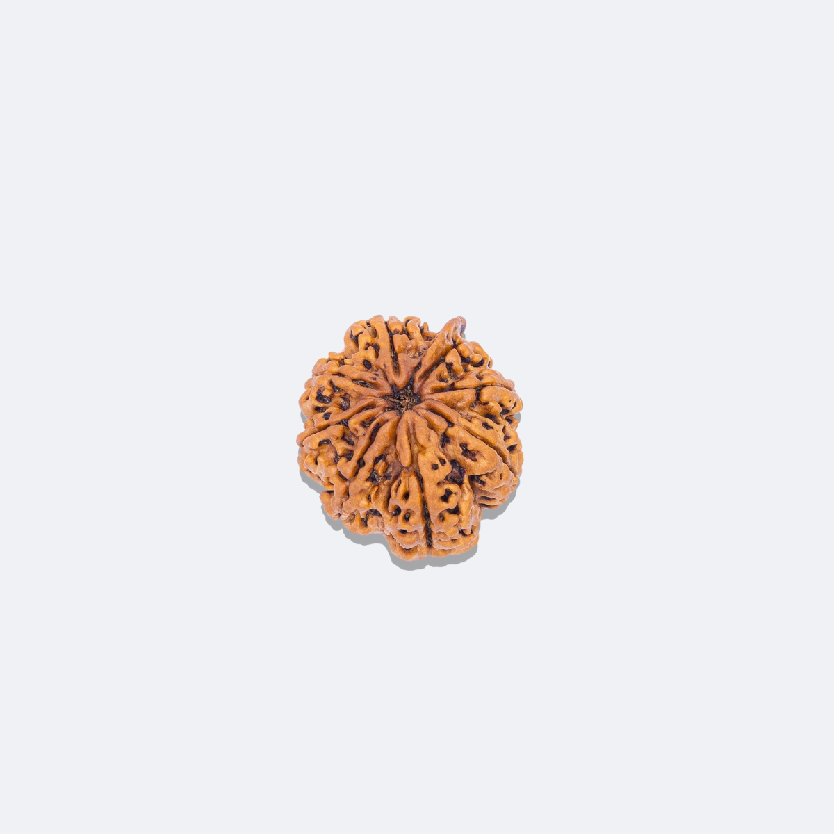 5 Mukhi Rudraksha with Savar & Ganesh