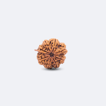5 Mukhi Rudraksha with Savar & Ganesh