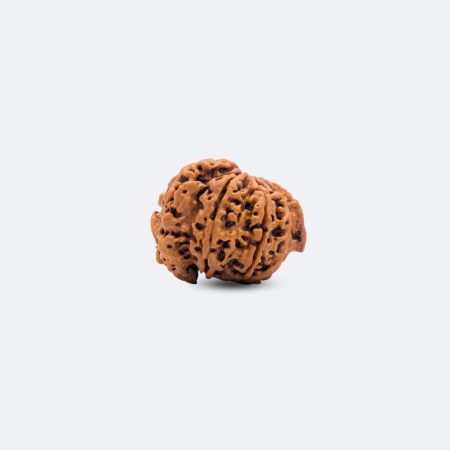 5 Mukhi Rudraksha with Savar & Ganesh