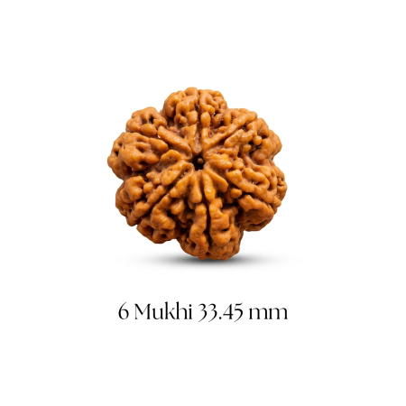 6 Mukhi Rudraksha 33.45 mm