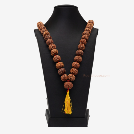6 Mukhi Rudraksha Kantha