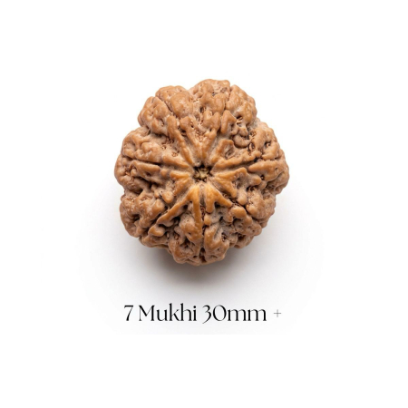 7 Mukhi Rudraksha 30mm+