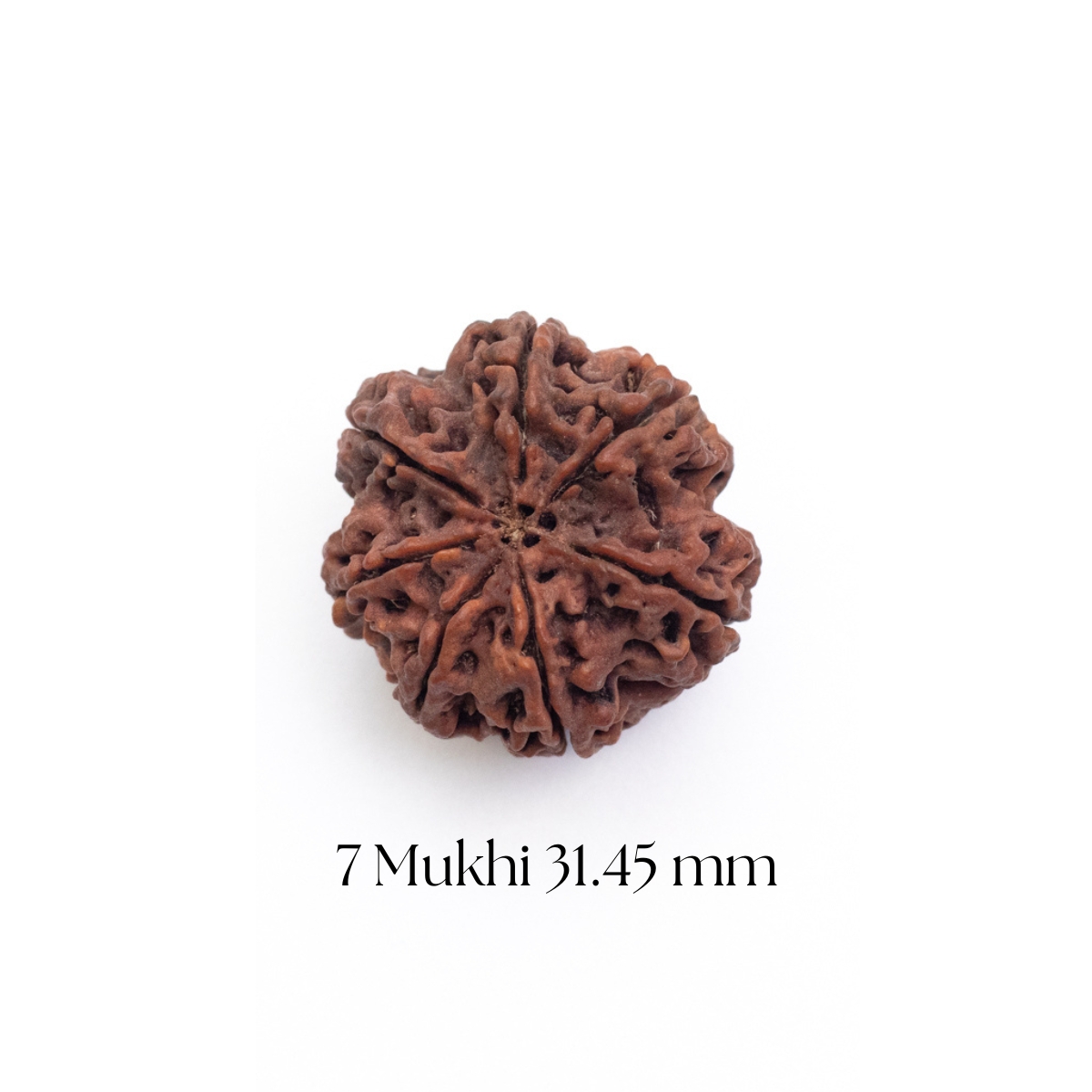 7 Mukhi Rudraksha 31.45 mm