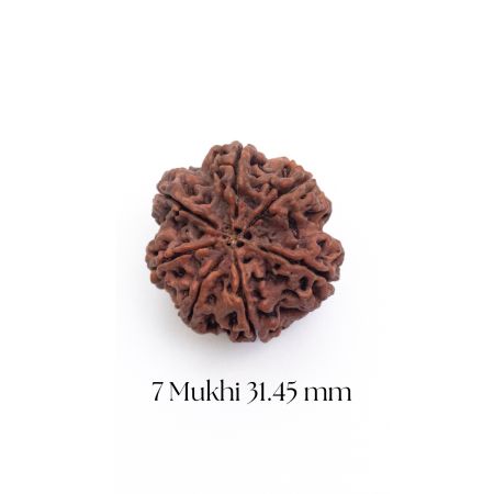 7 Mukhi Rudraksha 31.45 mm