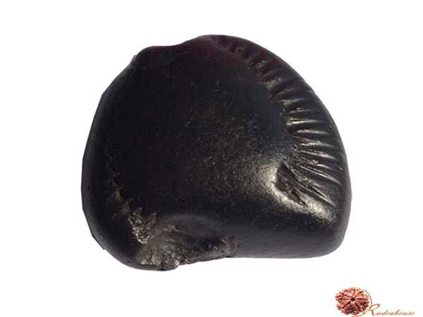 Achyut Shaligram