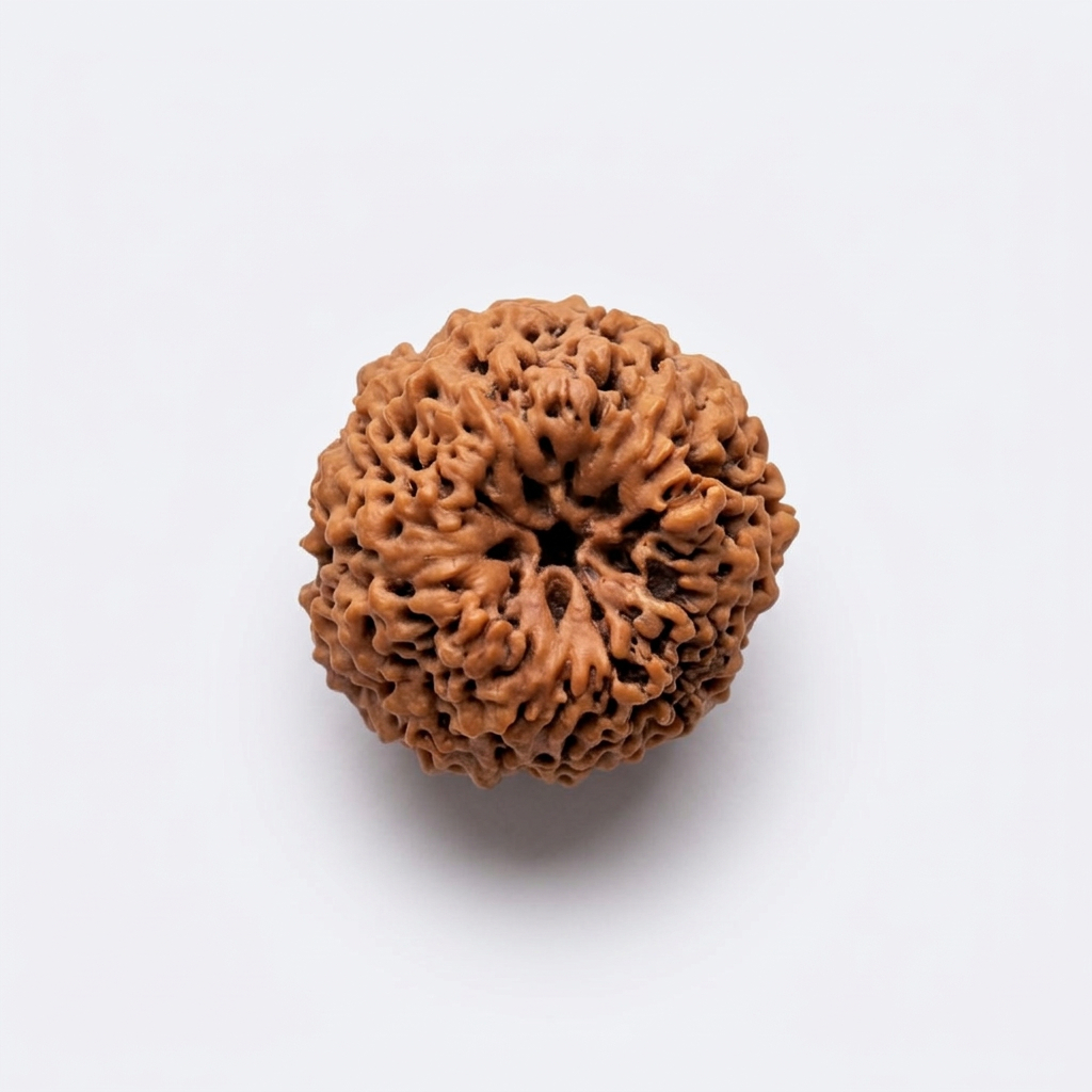 Annapurna Rudraksha