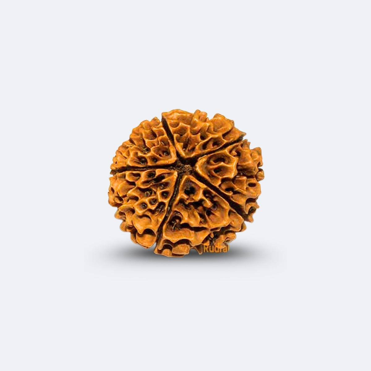 Big 5 Mukhi Rudraksha