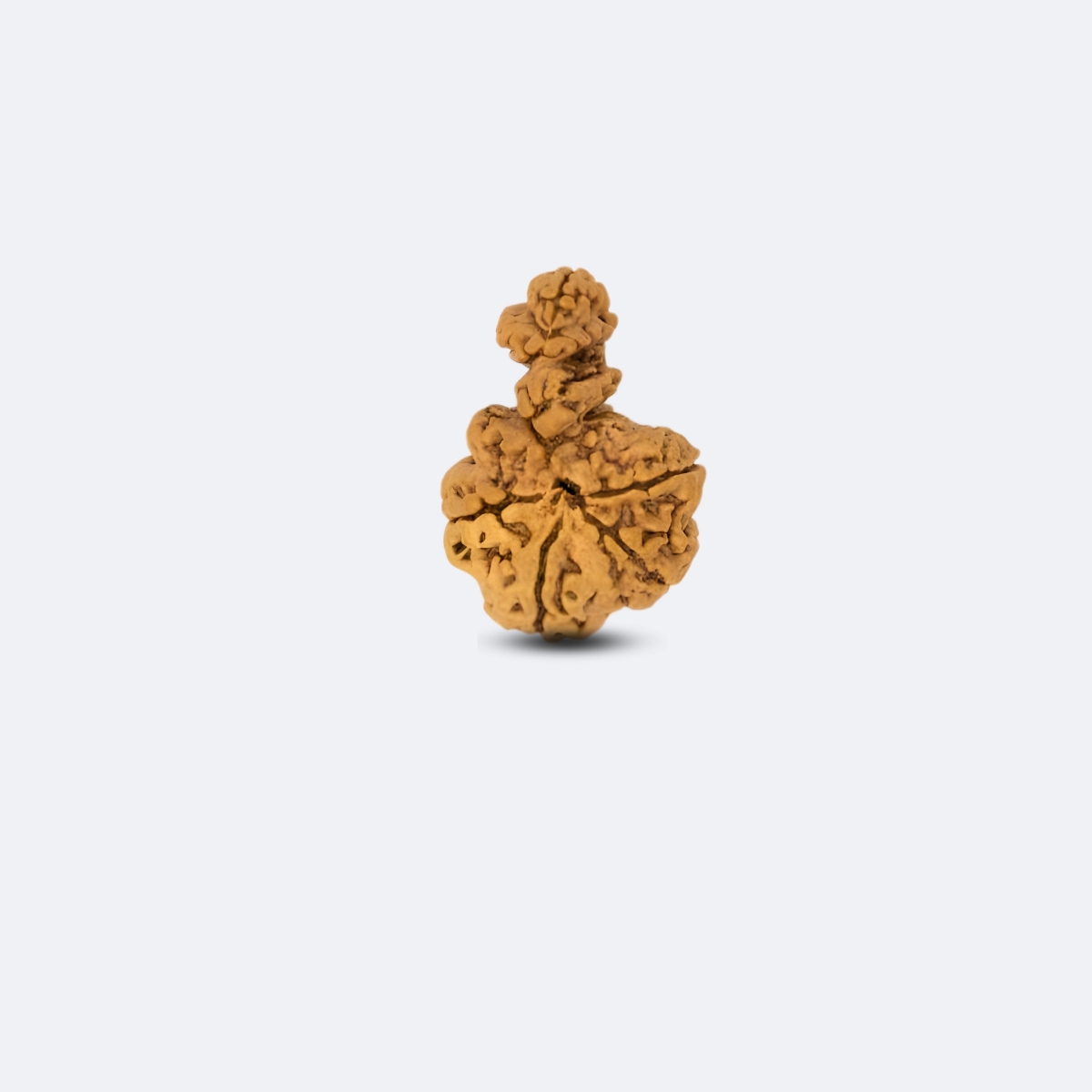 Double Savar Rudraksha