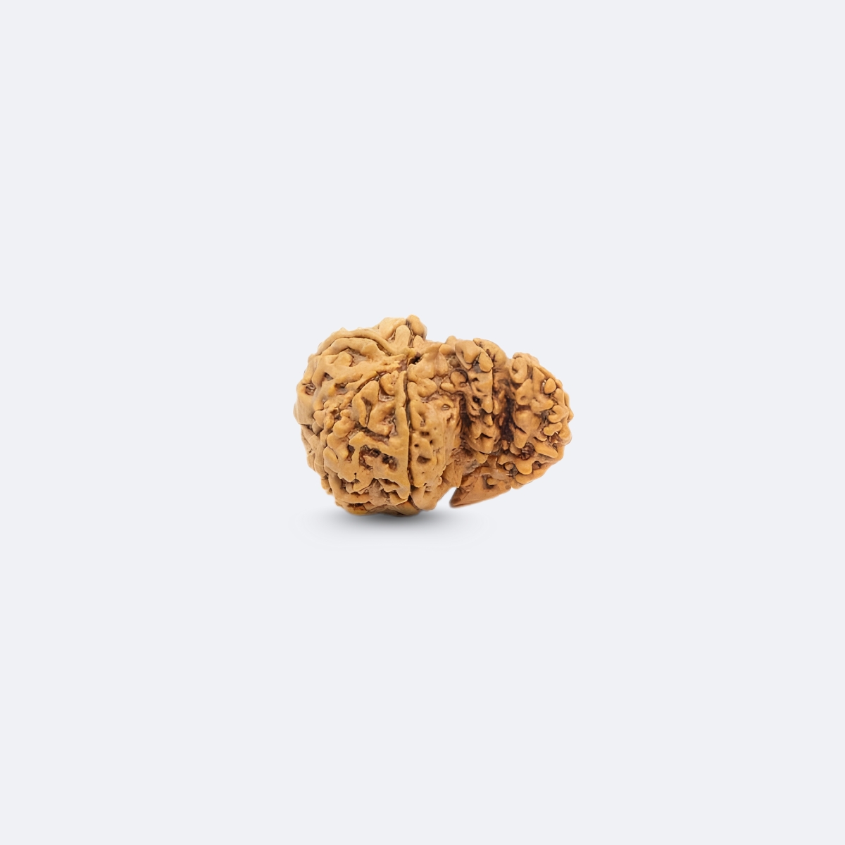 Double Savar Rudraksha