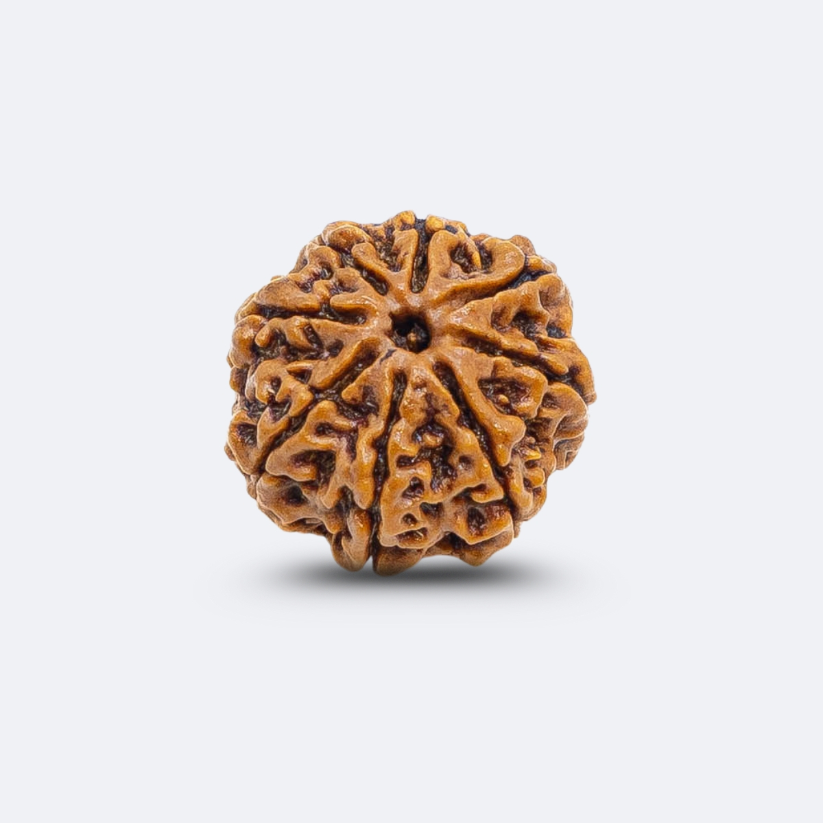 8 Mukhi Rudraksha