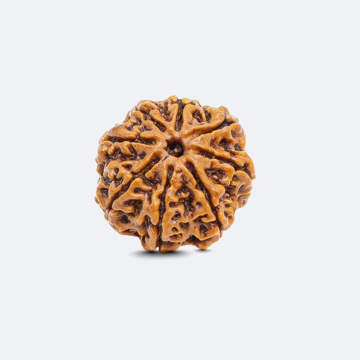 8 Mukhi Rudraksha