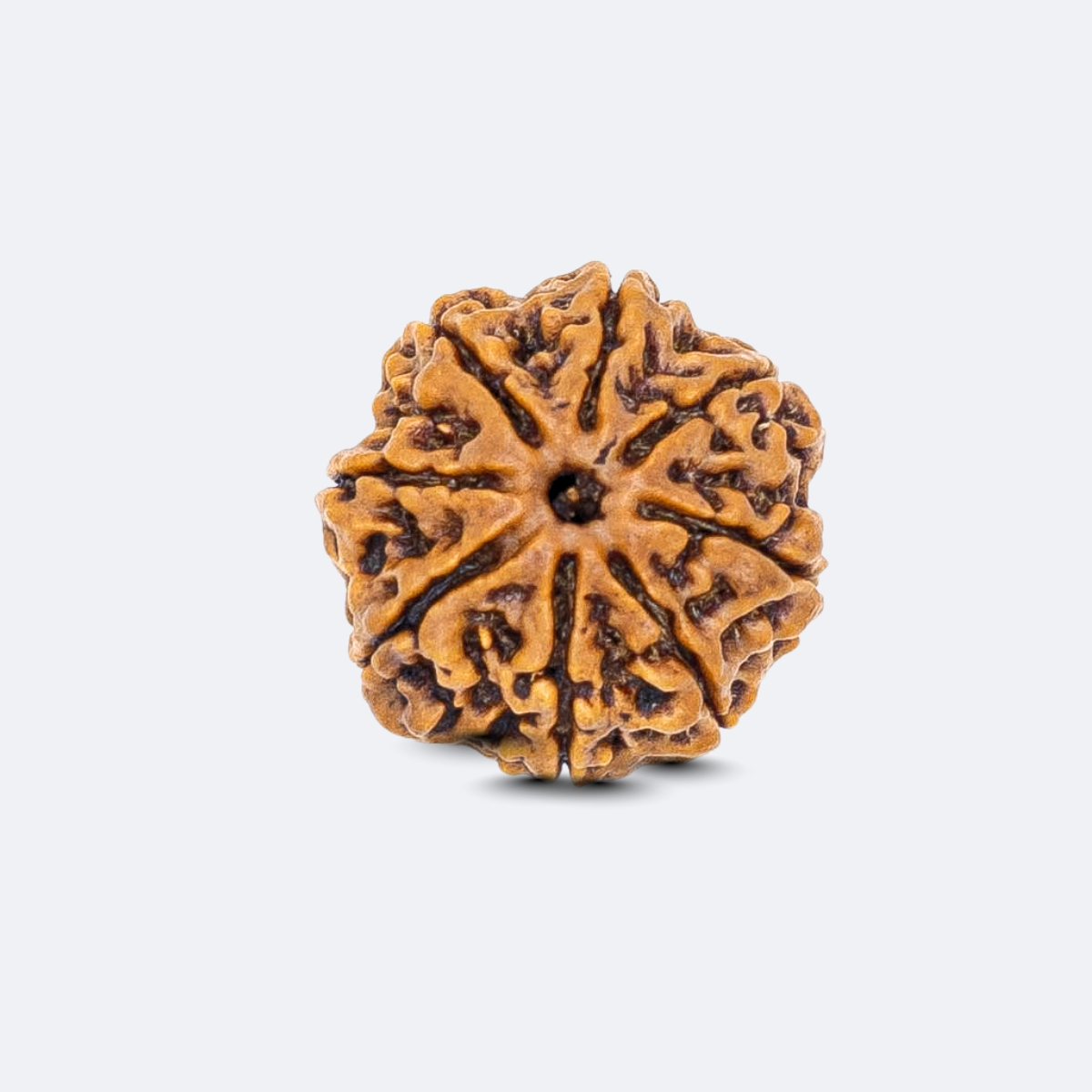 8 Mukhi Rudraksha