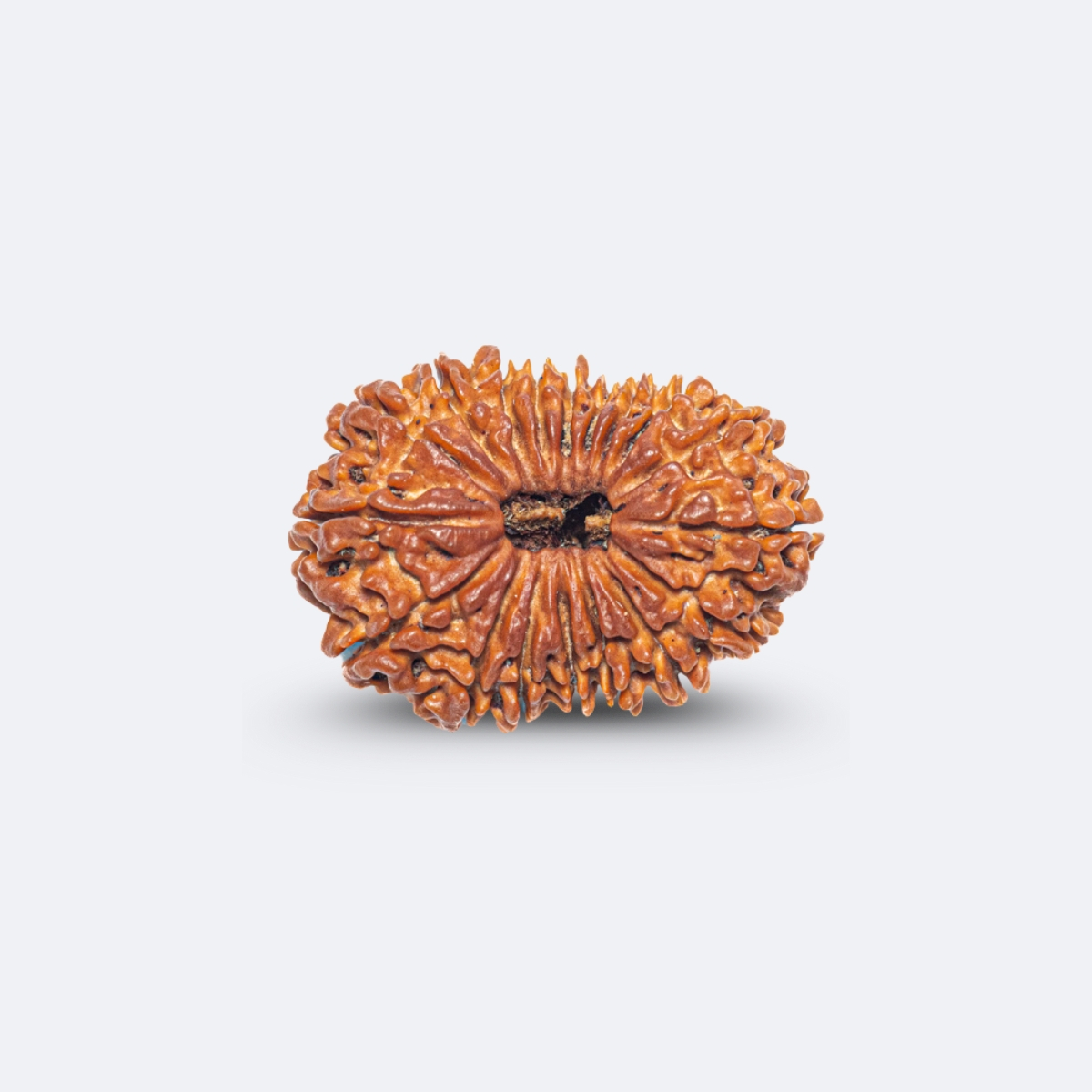 18 Mukhi Rudraksha