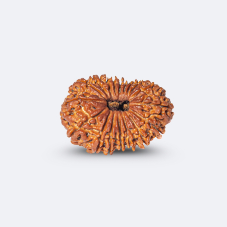 18 Mukhi Rudraksha