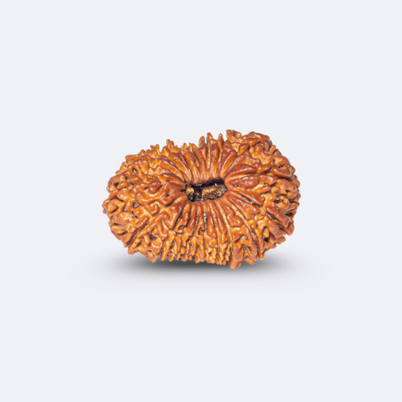18 Mukhi Rudraksha