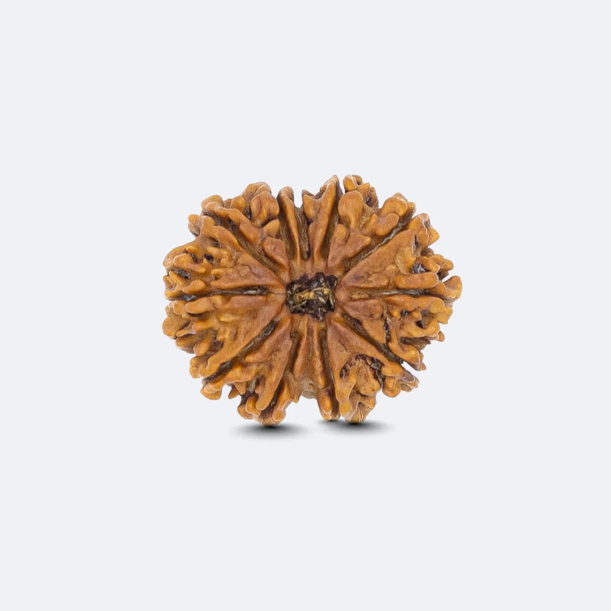11 Mukhi Rudraksha