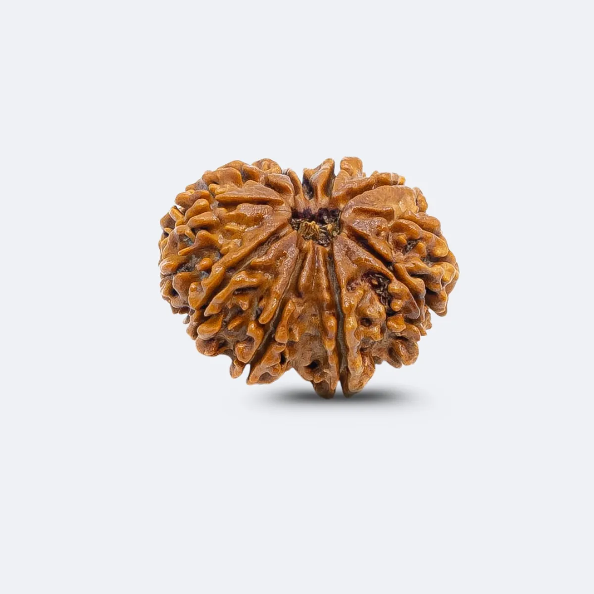 11 Mukhi Rudraksha