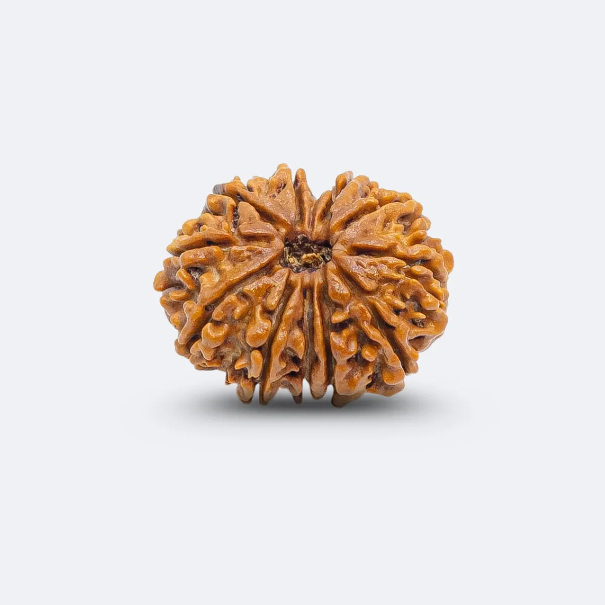 11 Mukhi Rudraksha