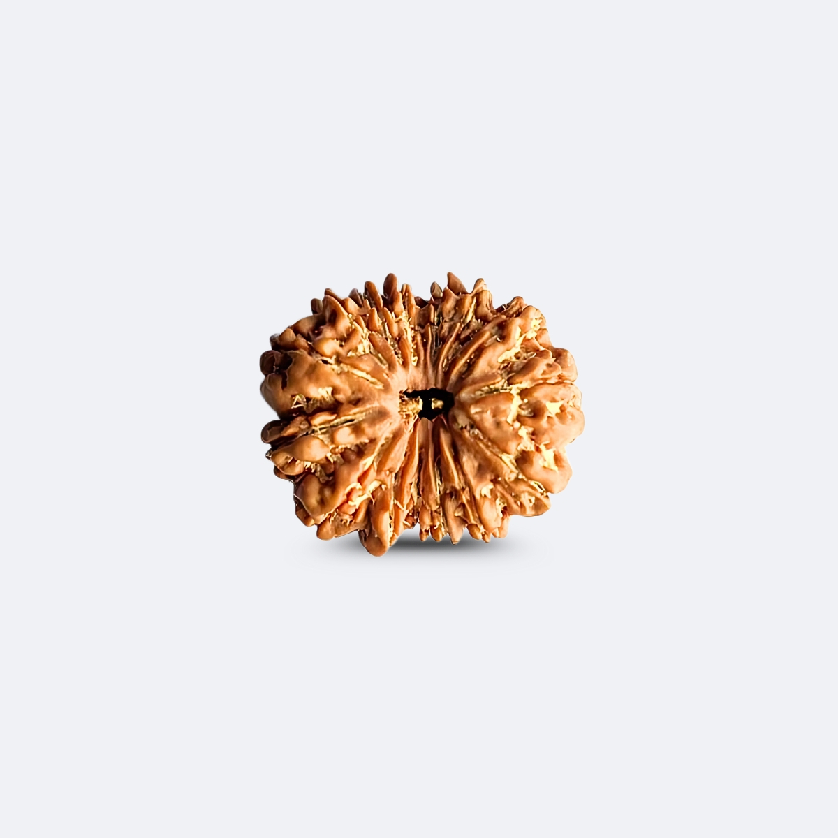 15 Mukhi Rudraksha