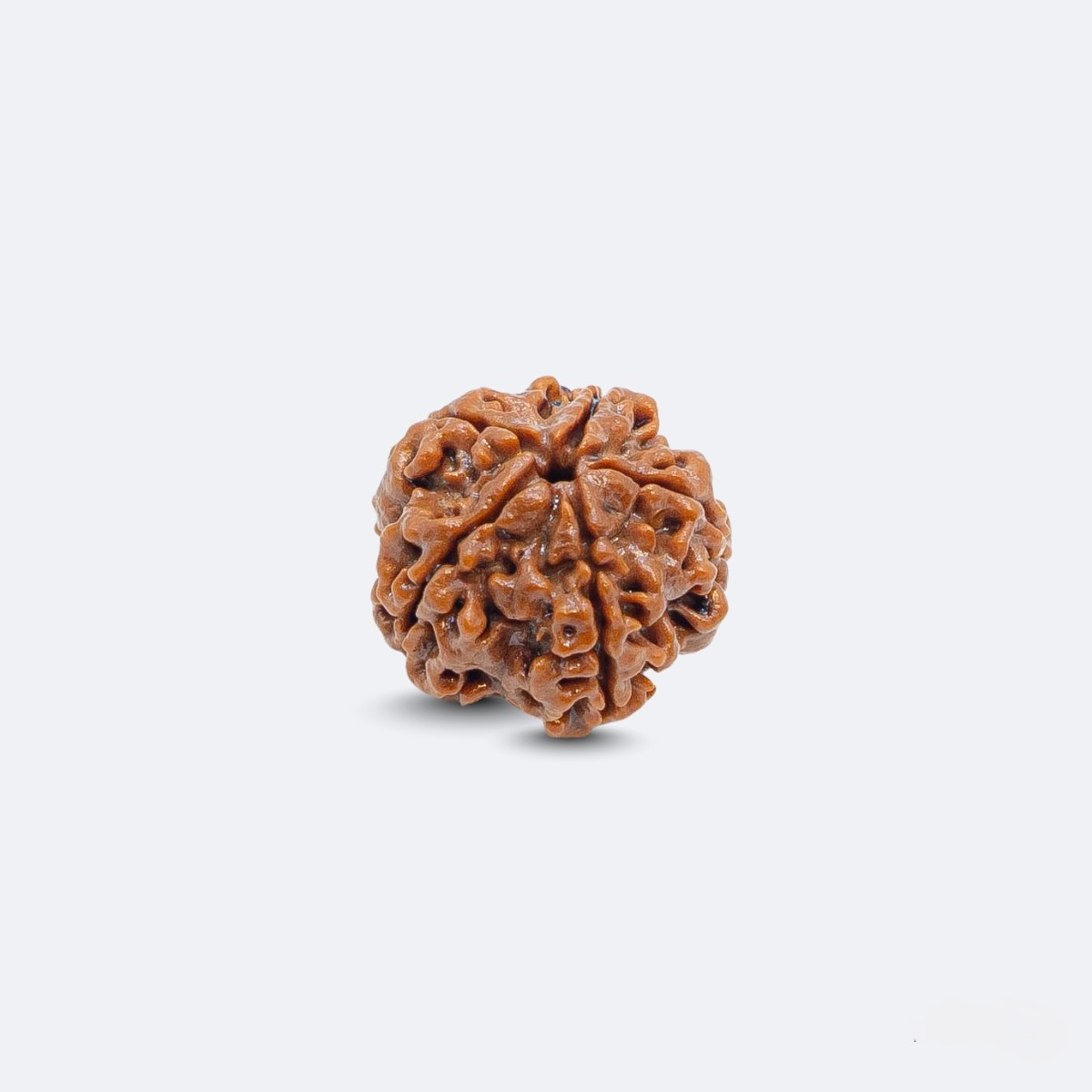 5 Mukhi Rudraksha