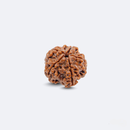 5 Mukhi Rudraksha