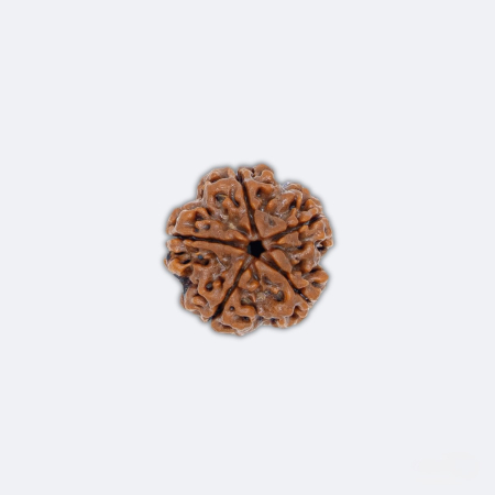 5 Mukhi Rudraksha