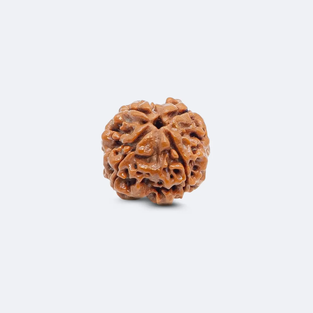 4 Mukhi Rudraksha