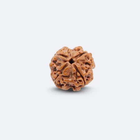 4 Mukhi Rudraksha