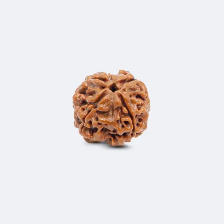 4 Mukhi Rudraksha