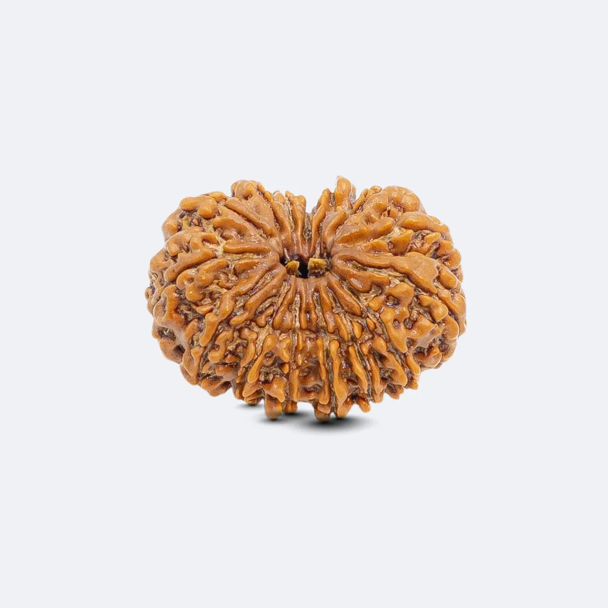 14 Mukhi Rudraksha