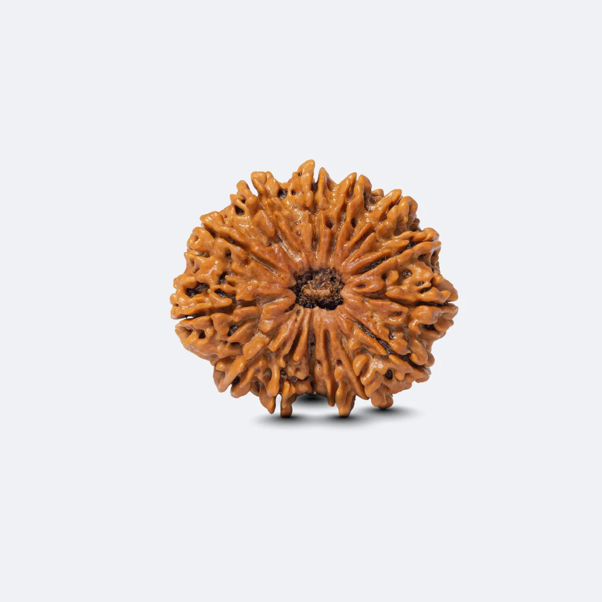 14 Mukhi Rudraksha