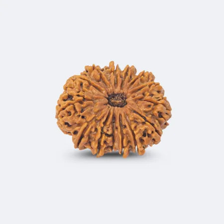 14 Mukhi Rudraksha