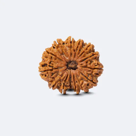 14 Mukhi Rudraksha