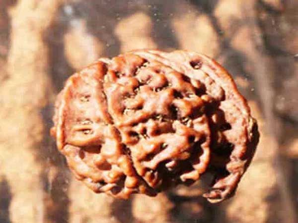 Ganesh Rudraksha