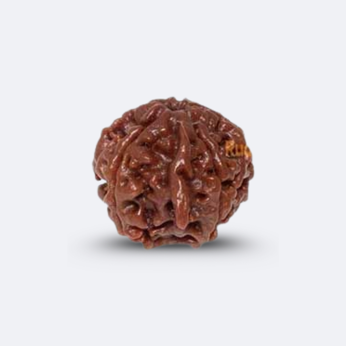 Ganesh Rudraksha