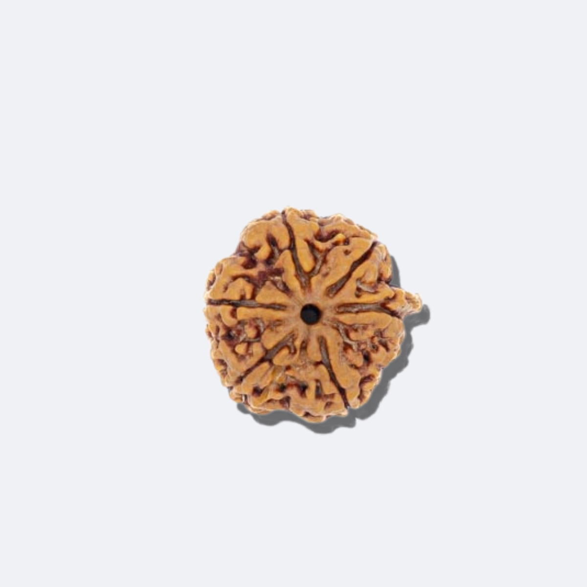 Ganesh Rudraksha