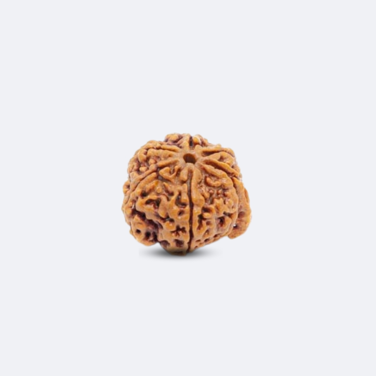 Ganesh Rudraksha