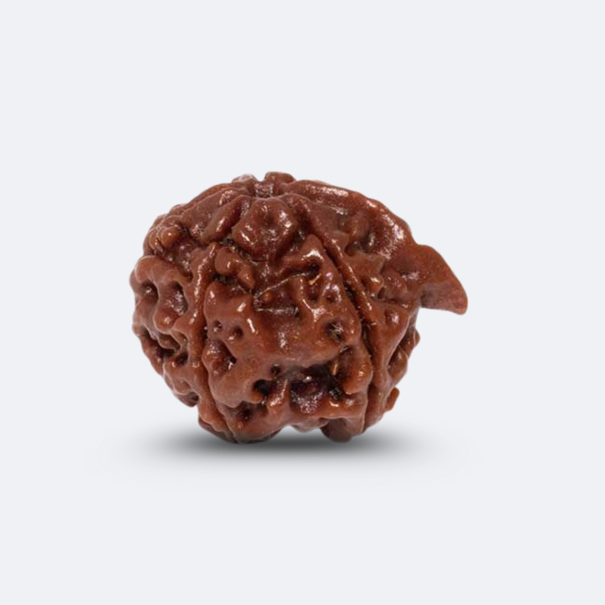 Ganesh Rudraksha