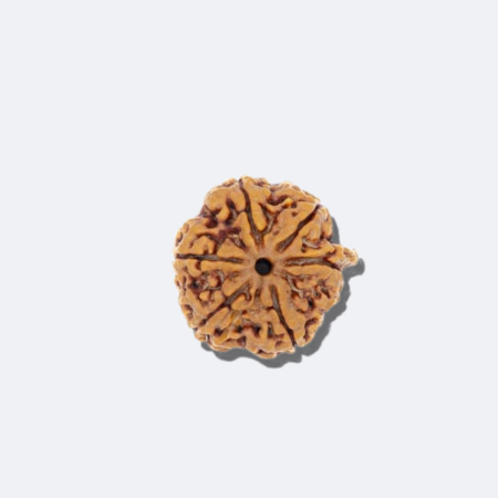 Ganesh Rudraksha