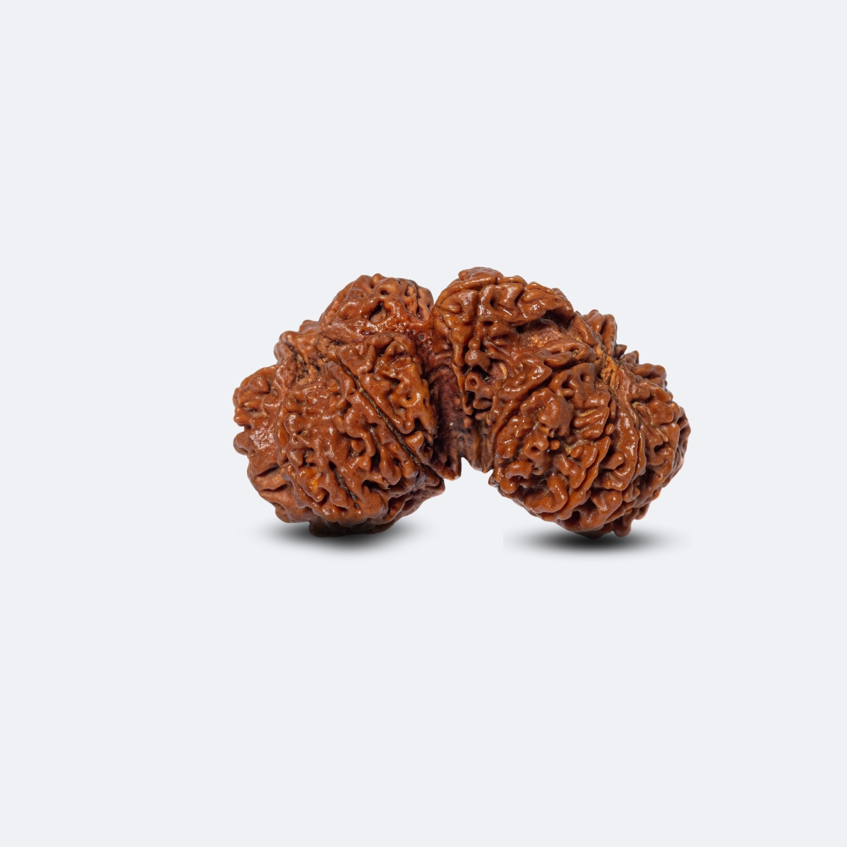 Gauri Shankar Savar Rudraksha