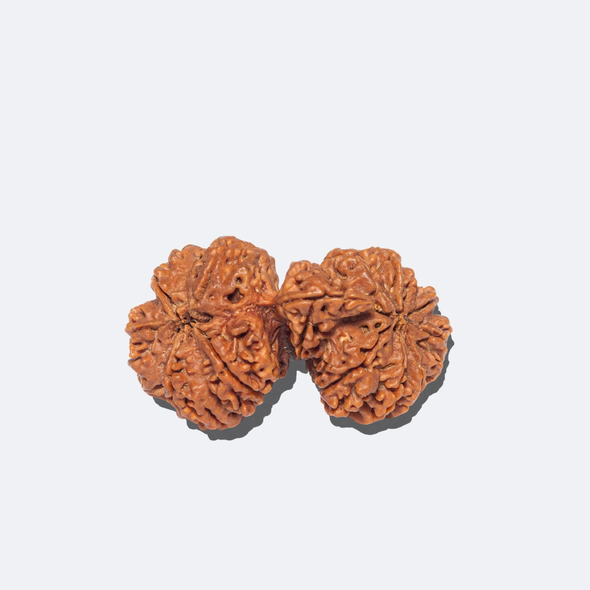 Gauri Shankar Savar Rudraksha