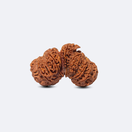 Gauri Shankar Savar Rudraksha