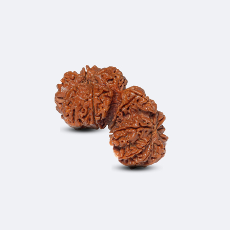 Gauri Shankar Savar Rudraksha