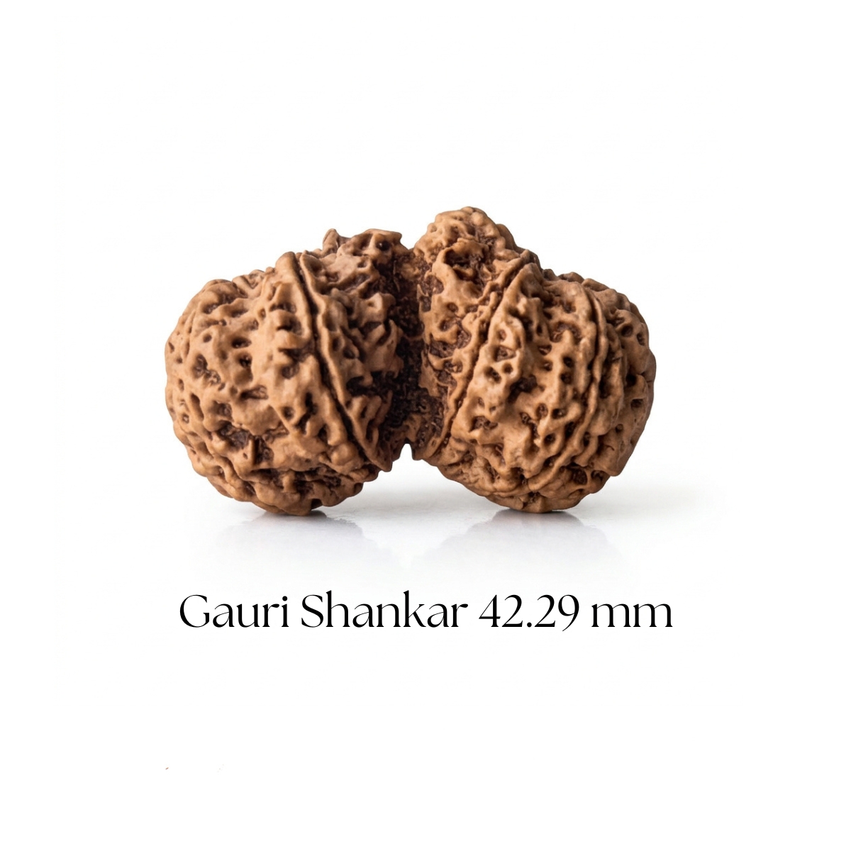 Gauri Shankar Rudraksha 42.29 mm