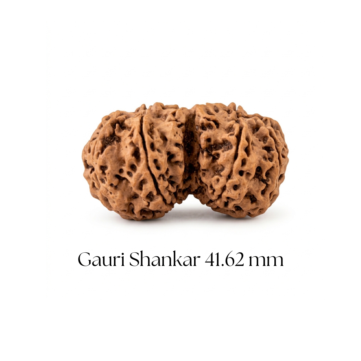 Gauri Shankar Rudraksha 41.62 mm