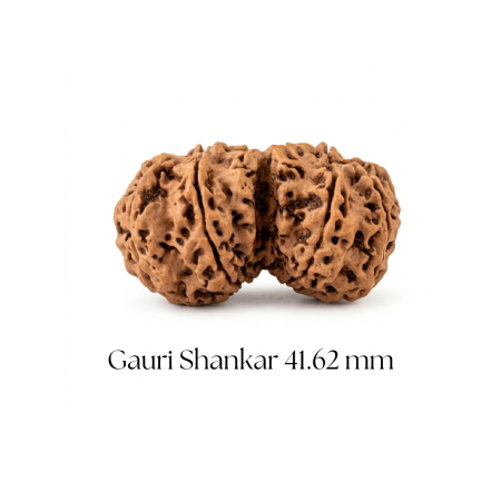 Gauri Shankar Rudraksha 41.62 mm