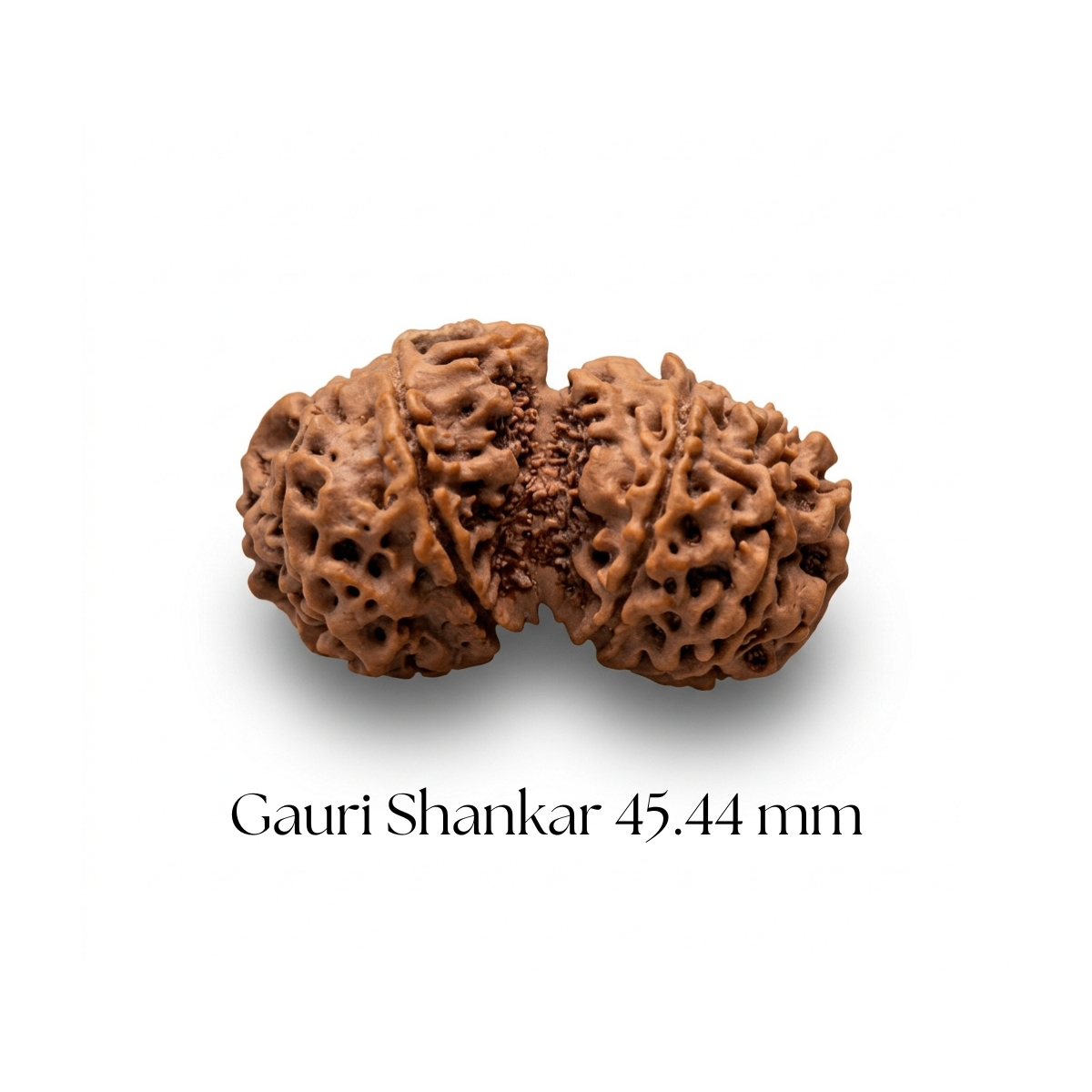Gauri Shankar Rudraksha 45.44 mm