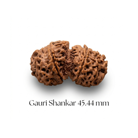 Gauri Shankar Rudraksha 45.44 mm