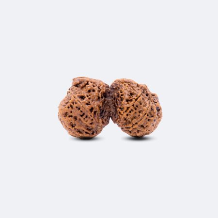 Gauri Shankar Rudraksha with Ganesh & kartikeya