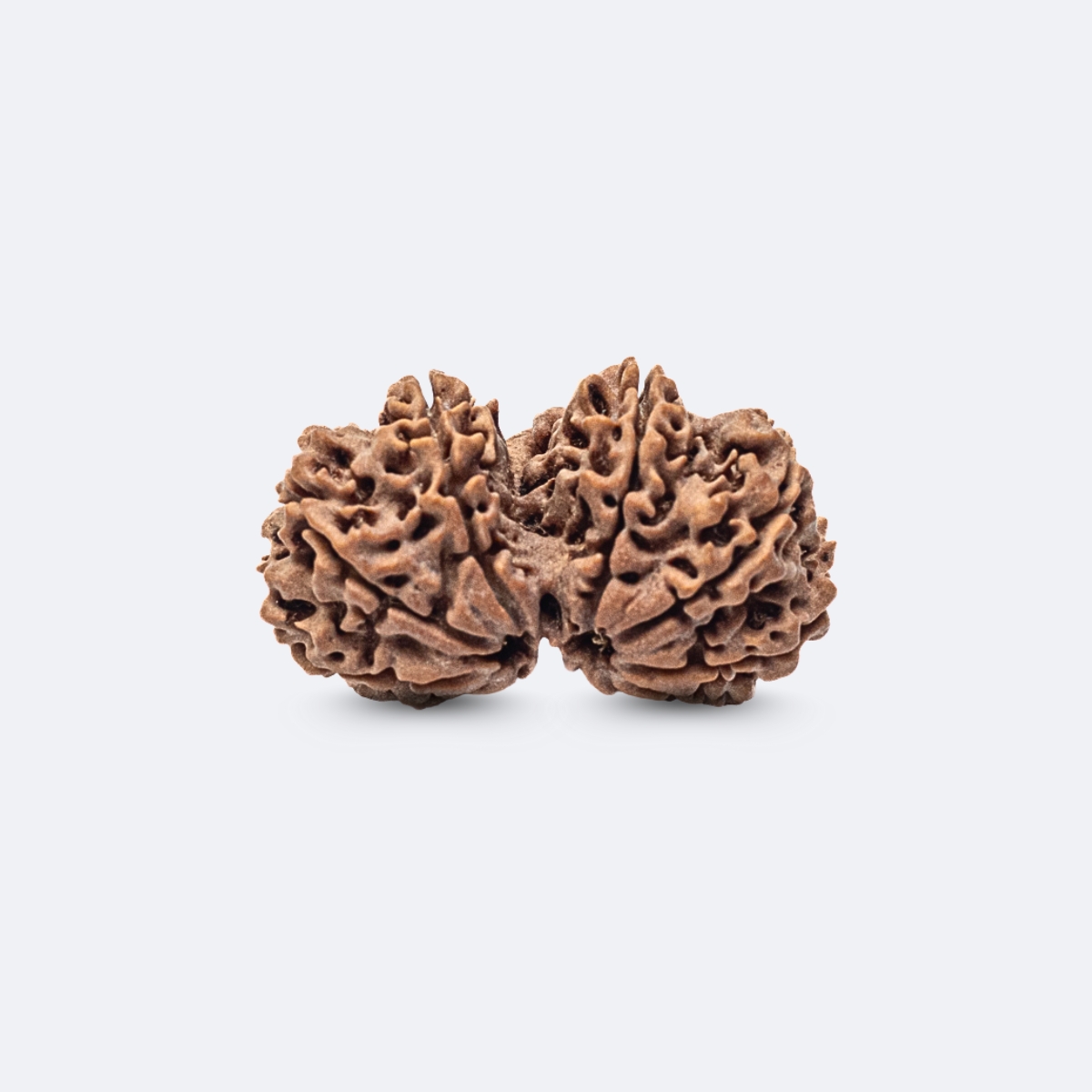 Gauri Shankar Rudraksha